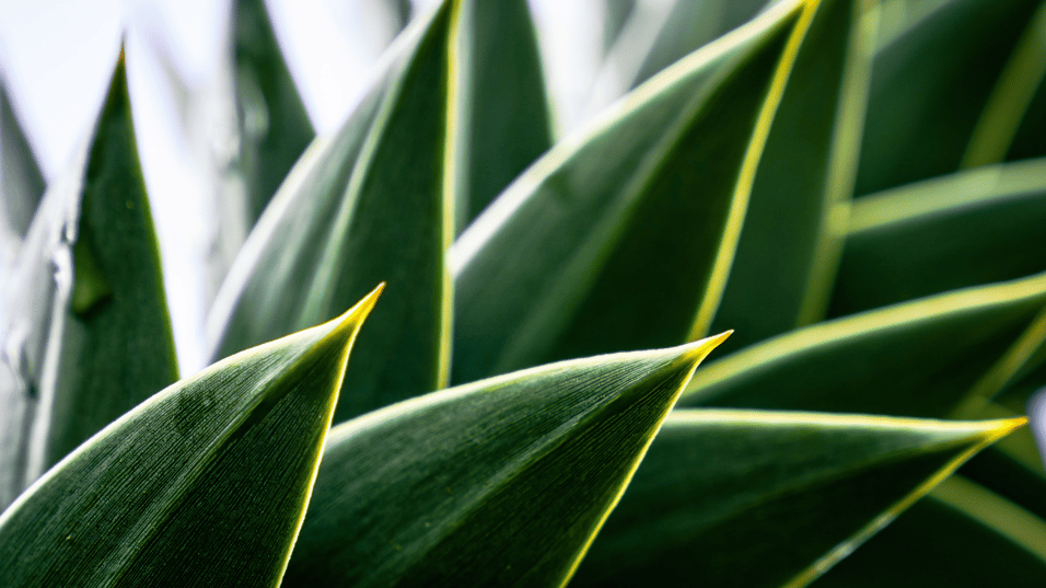 Green leaves background