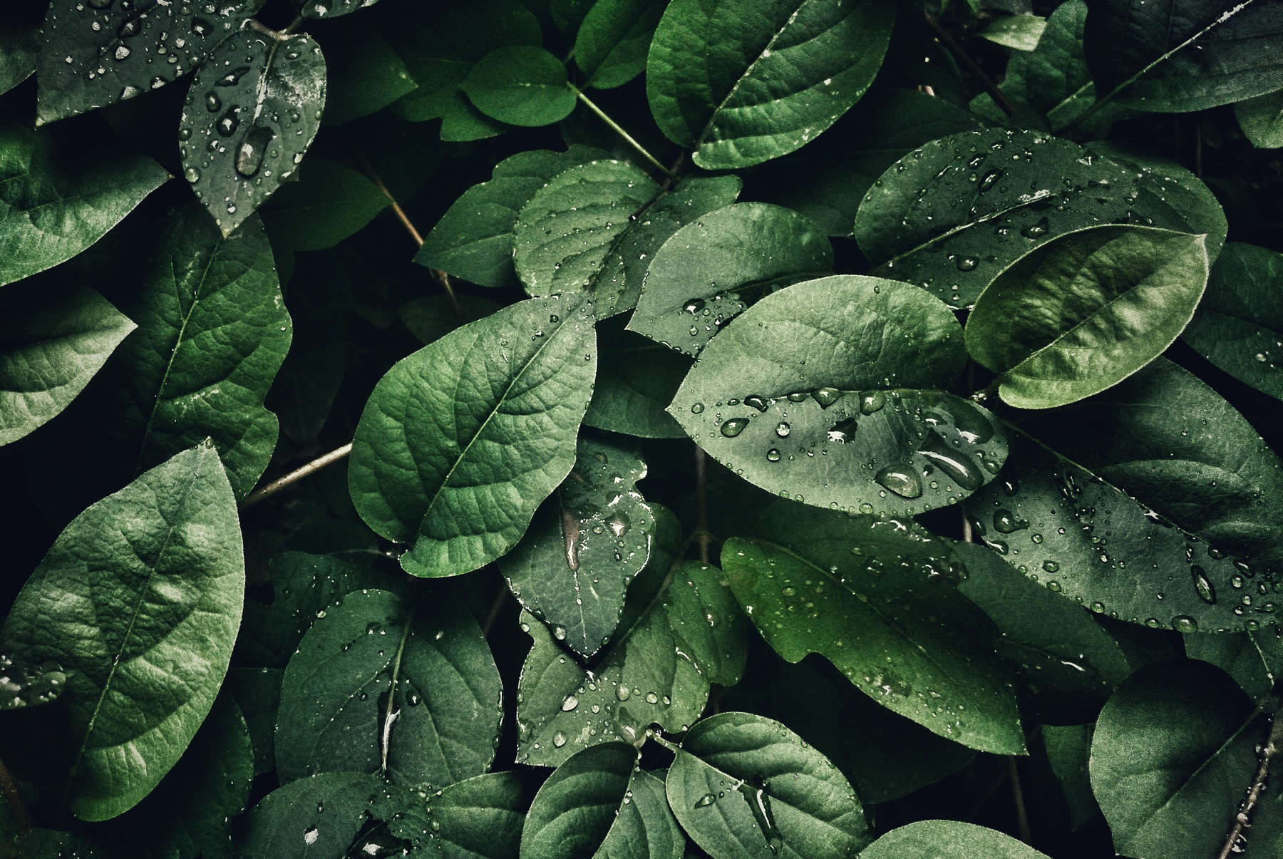 pexels-sohi-807598